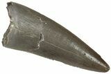 Serrated, Triassic Reptile (Postosuchus?) Tooth - Arizona #321055-1